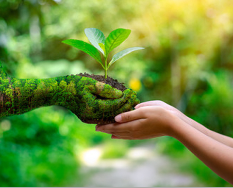 Green Consultancy Service in Start Green Sri Lanka Green Consultancy Service