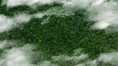 Reforestation Projects Sri Lanka Reforestation Projects Sri Lanka
